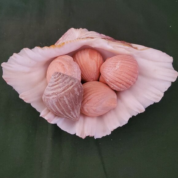 Extra Large Sandy Clam Shell with 5 Small Decorative Seashell Soaps - Picture 10 of 14